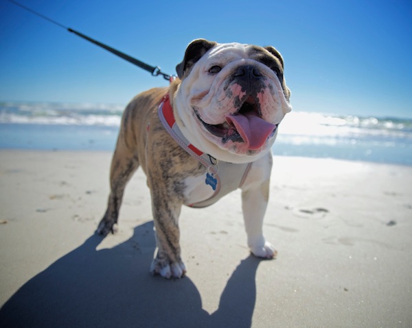 Pampering Your Dog with a Getaway Vacation