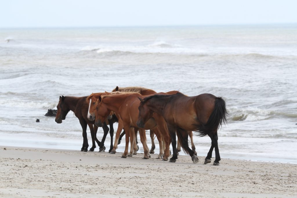 Outer Banks wild horses
