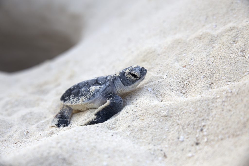What You Need to Know About Sea Turtle Nesting Season on the Outer Banks